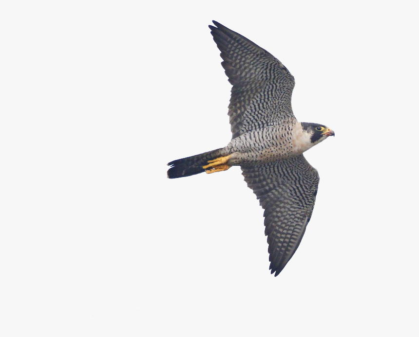 Sharp Shinned Hawk, HD Png Download
