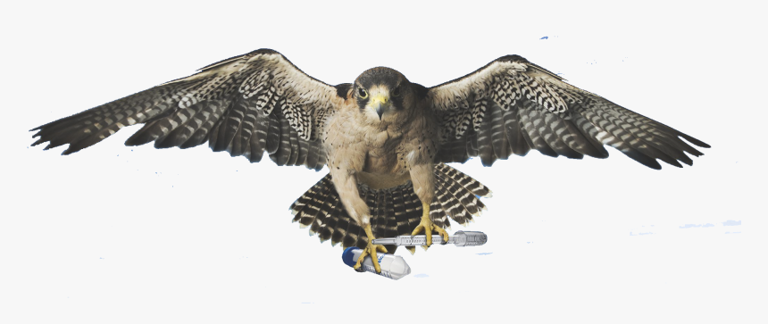 Falcon, HD Png Download