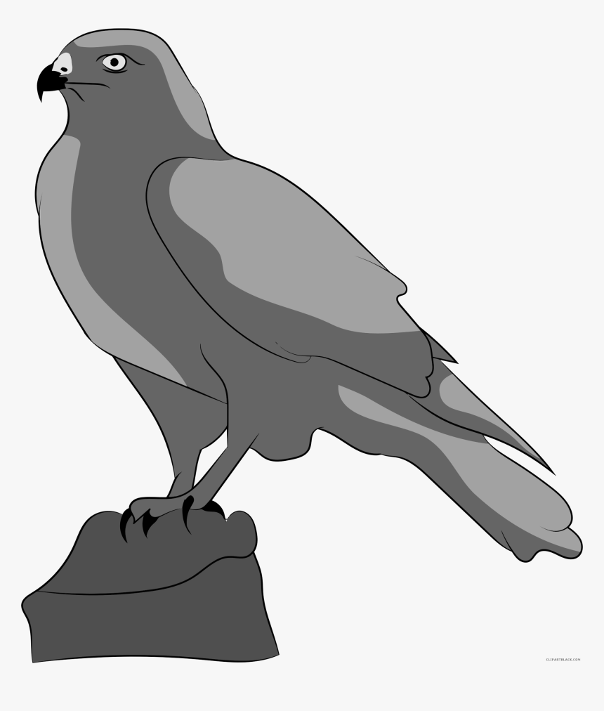 Transparent Falcon Png - Clipart Falcon, Png Download