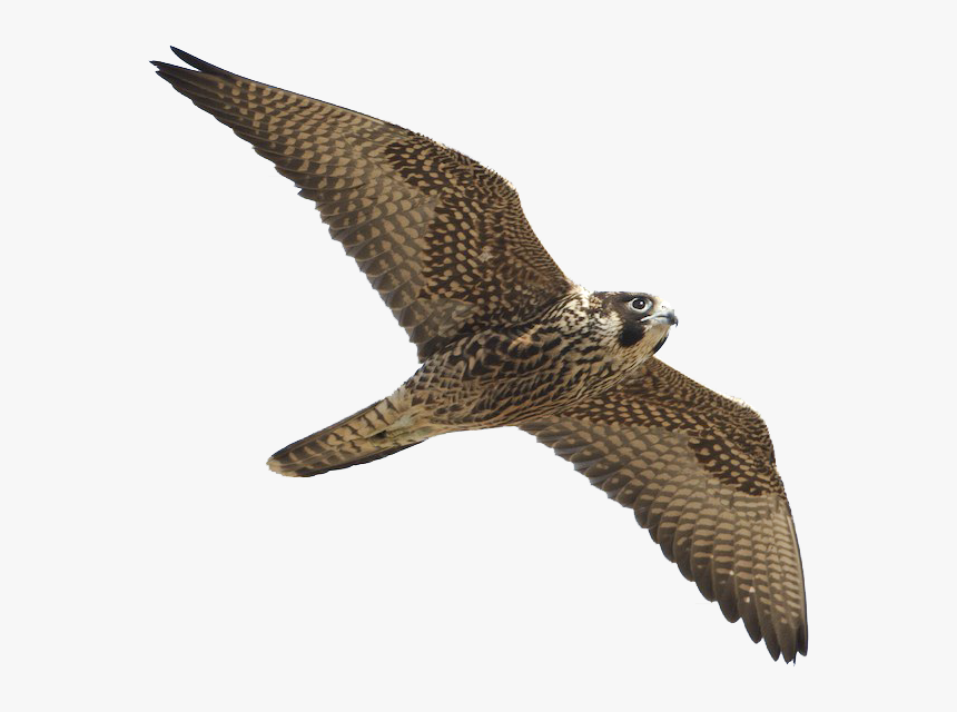 Halcon De La Sierra Peruana, HD Png Download
