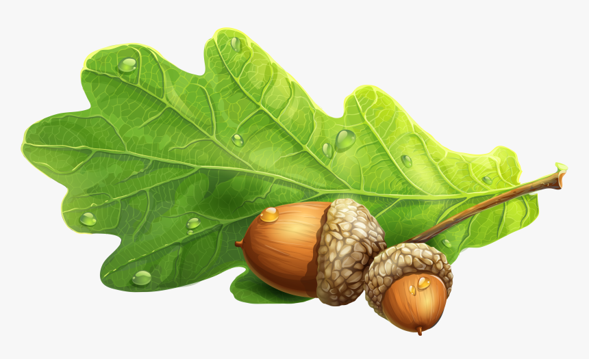 Acorn Png Image - Oak Leaf Acorn Png, Transparent Png