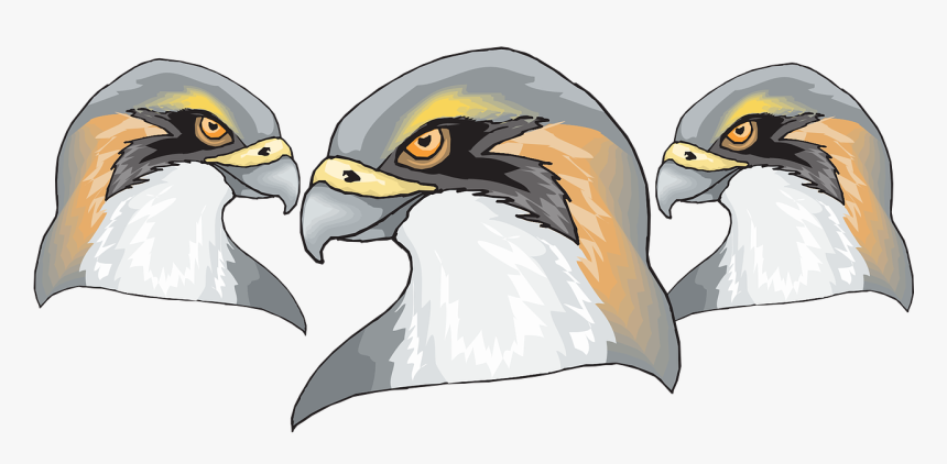 Hawk Head Png, Transparent Png