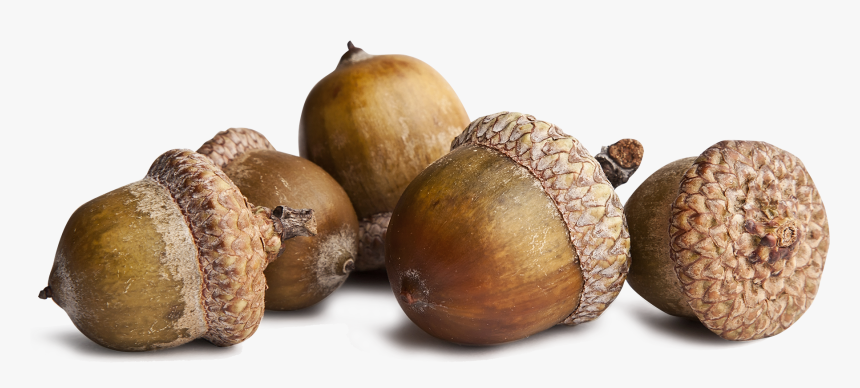 Transparent Acorn Png, Png Download