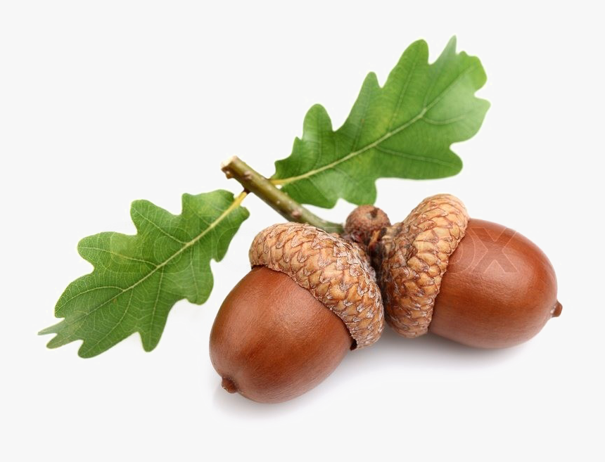 Acorn Free Png Image - Oak Acorn, Transparent Png