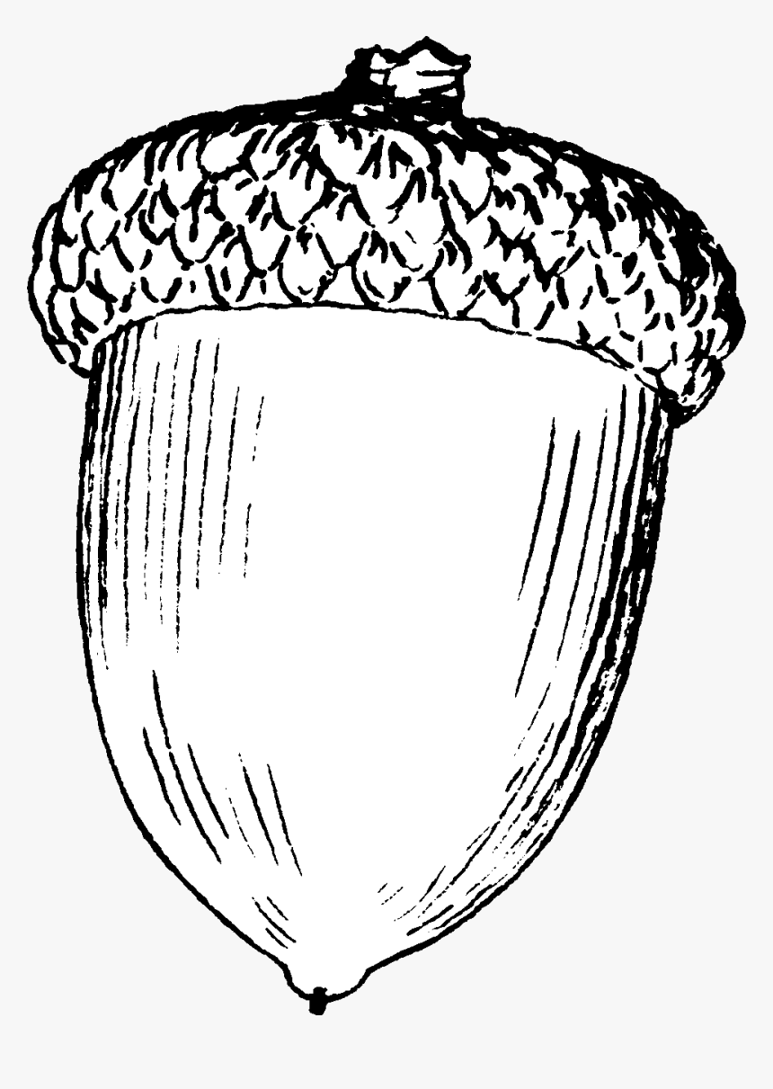 Acorn Png Black And White - Drawing Of An Acorn, Transparent Png