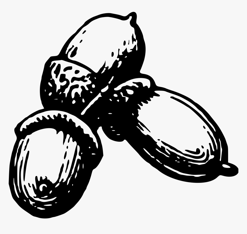 Acorn 4 Clip Arts - Nuts And Seeds Png Clipart, Transparent Png