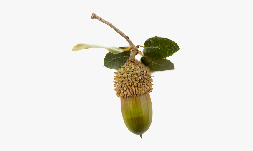 Fruit, HD Png Download