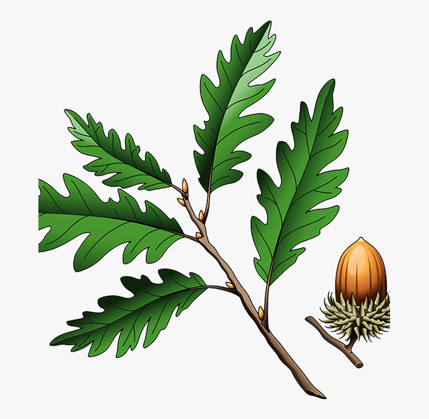 Southern Live Oak Quercus Coccinea Quercus Cerris Illustration - Oak, HD Png Download