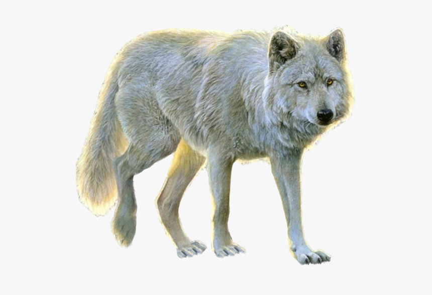 Lupus Tundrarum,terrestrial Animal,red Paint,kunming - Transparent Background White Wolf Png, Png Download