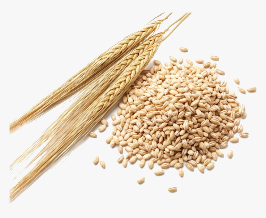 Barley Grain Png Clipart - Barley Seeds, Transparent Png
