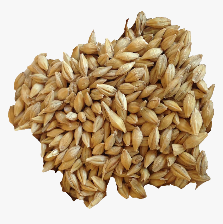 Barley Grain Png Hd Image - Barley Transparent Background, Png Download