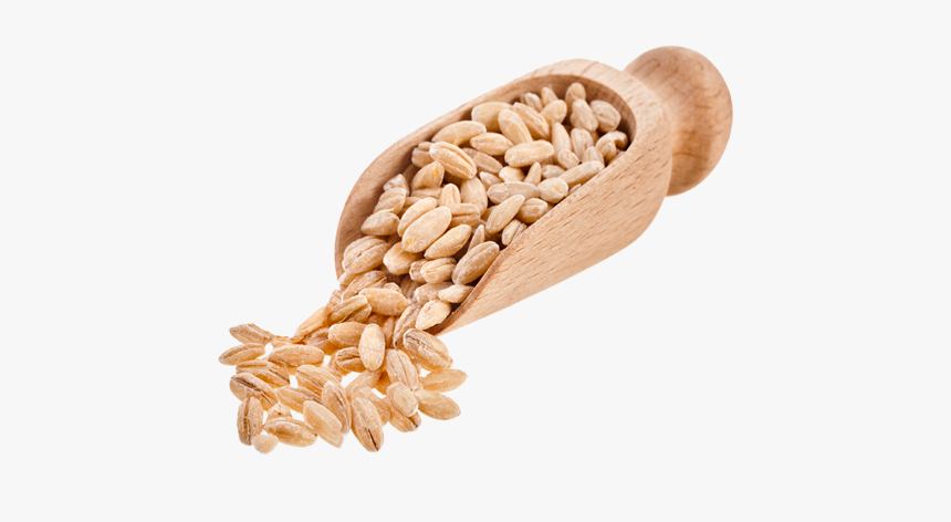 Barley Png Free Download - Barley Png, Transparent Png