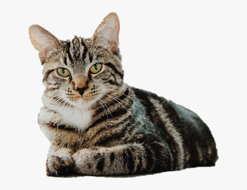 Png Photo, Transparent Png