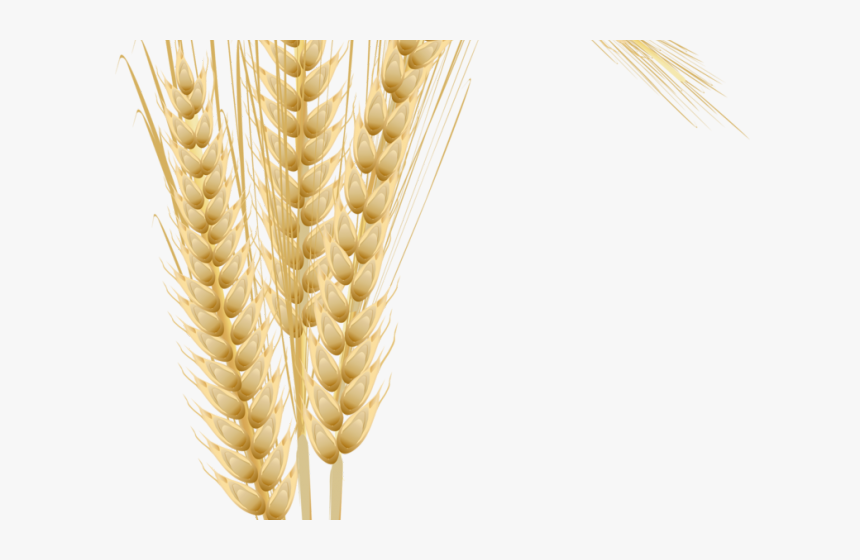 Transparent Whole Grains Clipart - Пнг Колосьев, HD Png Download