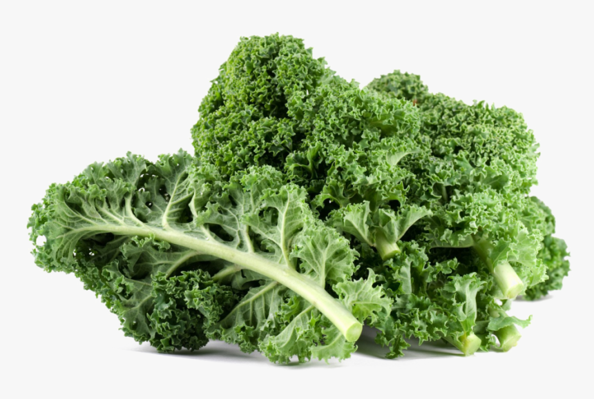 Download Kale Png File For Designing Project - Kale Vegetable, Transparent Png