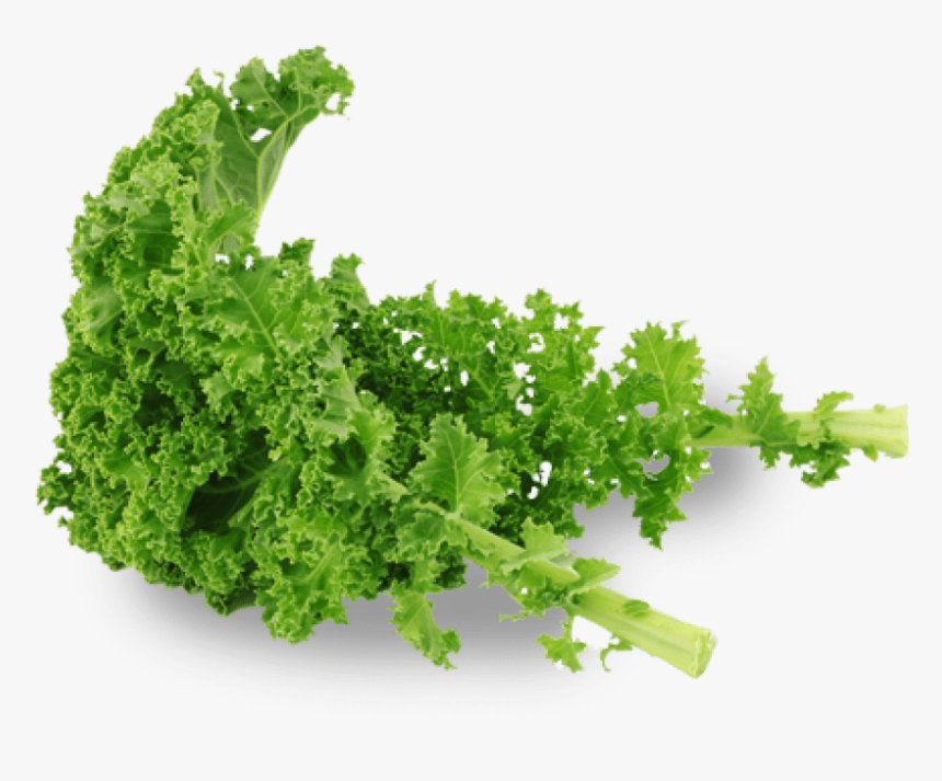 Free Png Kale Png Images Transparent - Kale Png, Png Download