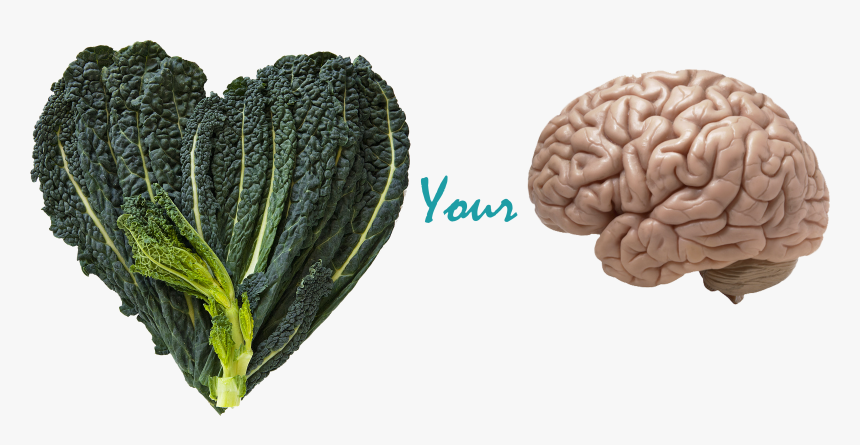 Benefits Of Kale & Your Brain - Real Brain, HD Png Download