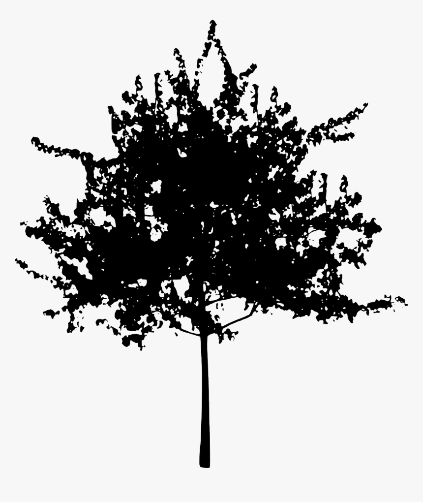 Pine Family,plant,leaf - Small Tree Silhouette Png, Transparent Png
