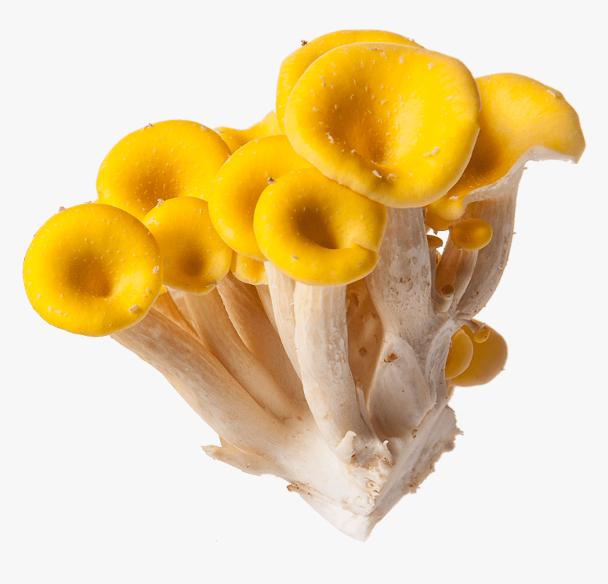 Mushrooms Png, Transparent Png