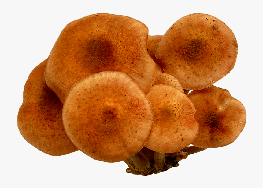 Mushrooms Png Image, Transparent Png