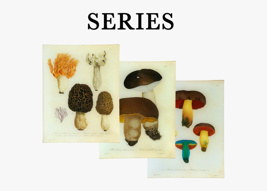 Agaricus, HD Png Download