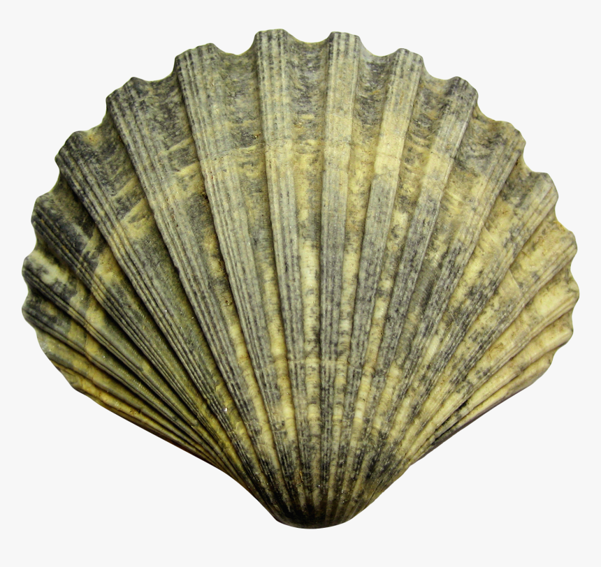Download Shell Png File - Shell Png, Transparent Png
