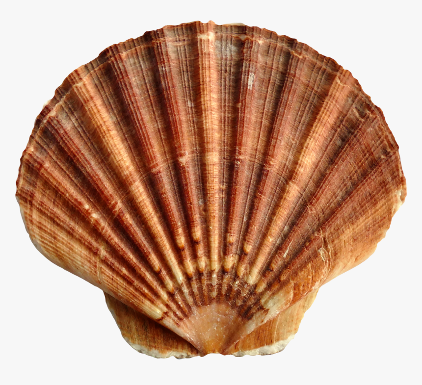 Sea Ocean Shell Png Image, Transparent Png