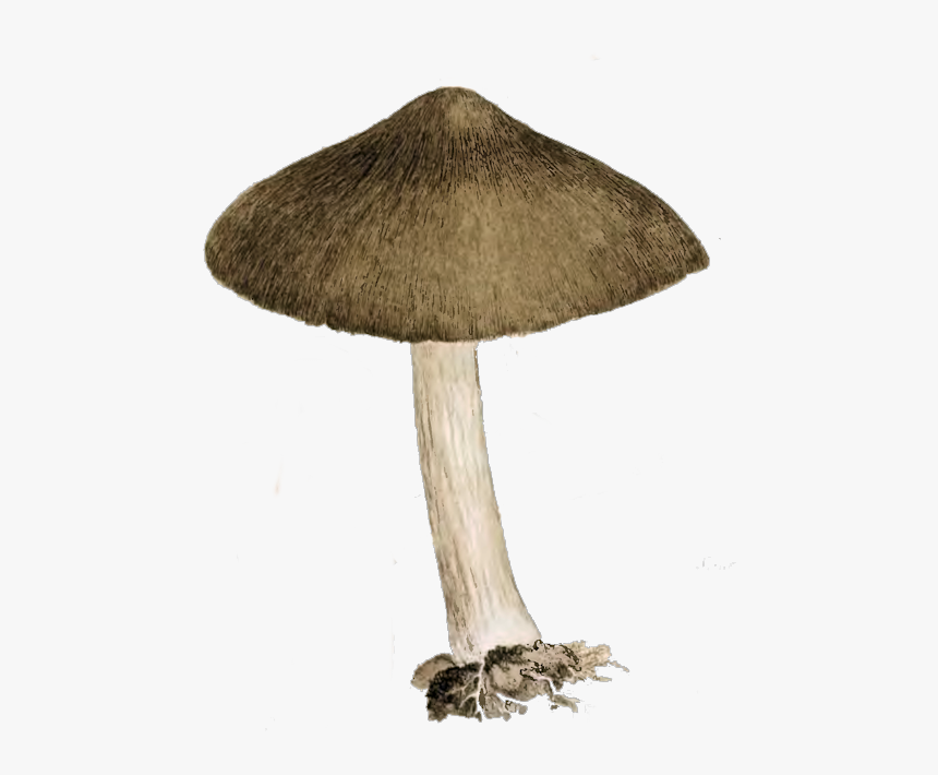Vector Mushroom Vintage - Vintage Mushroom Png, Transparent Png