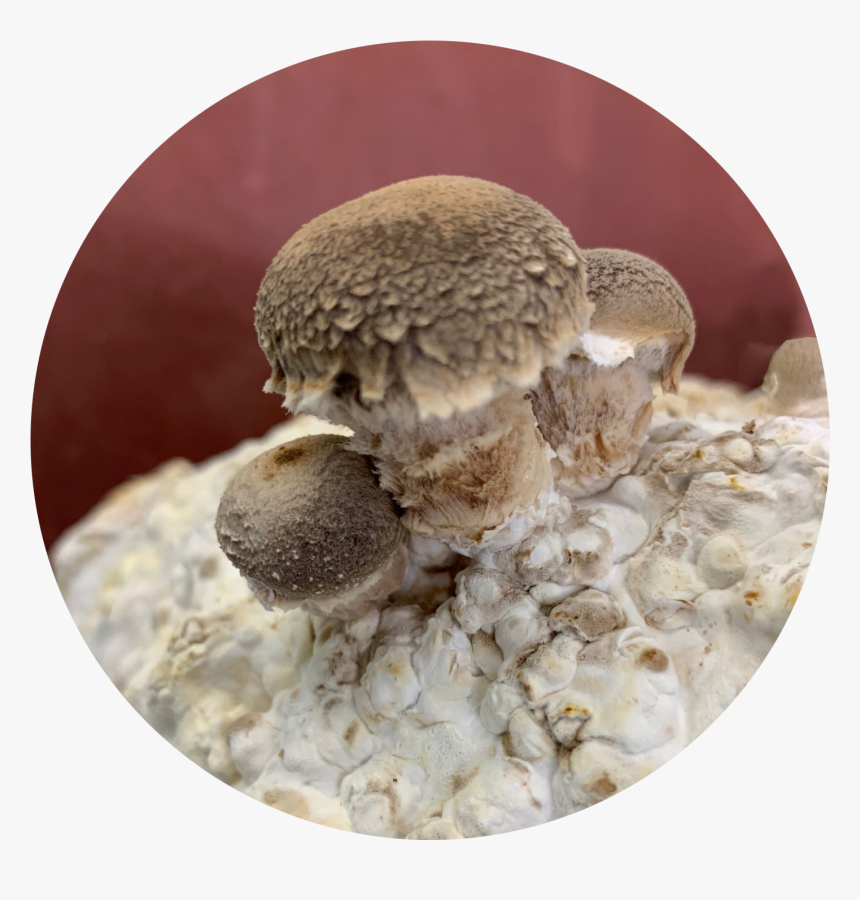 Large House, HD Png Download