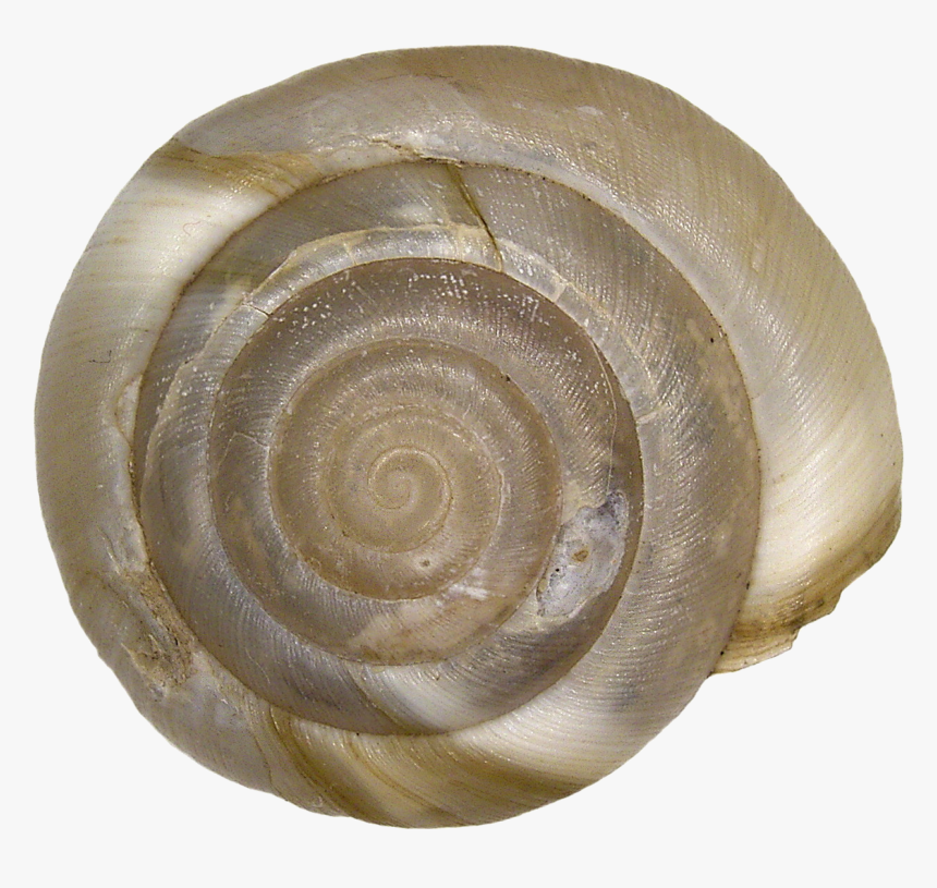 Aegopis Verticillus (6684424059) - Aegopis Verticillus, HD Png Download