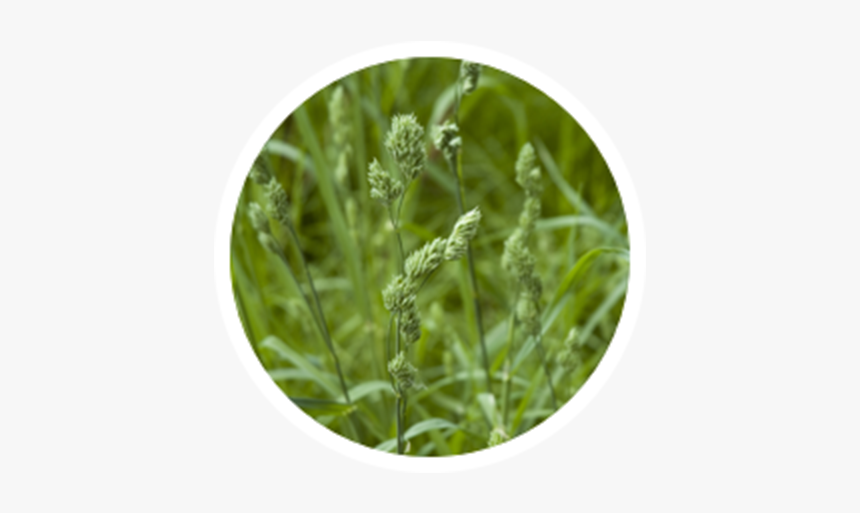 Alfalfa Sprouts, HD Png Download