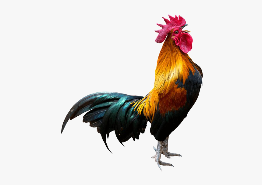 Rooster Transparent Background Png - Crowing Rooster, Png Download