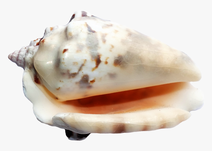 Seashell Png - Seashells On A Transparent Ground, Png Download