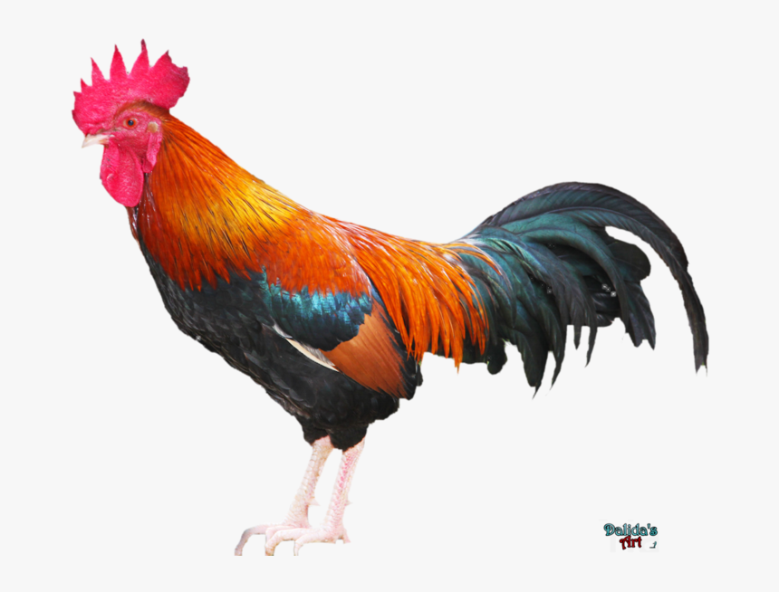 Rooster Png Download Image - Rooster Images Png, Transparent Png