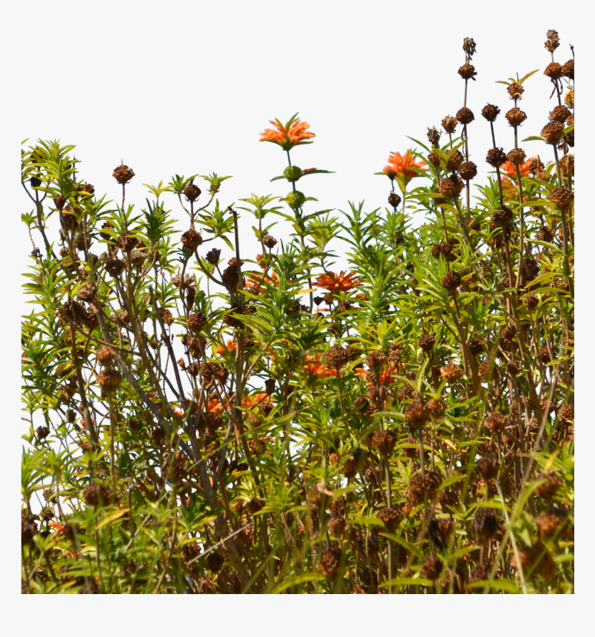 Transparent Ground Cover Png - Portable Network Graphics, Png Download