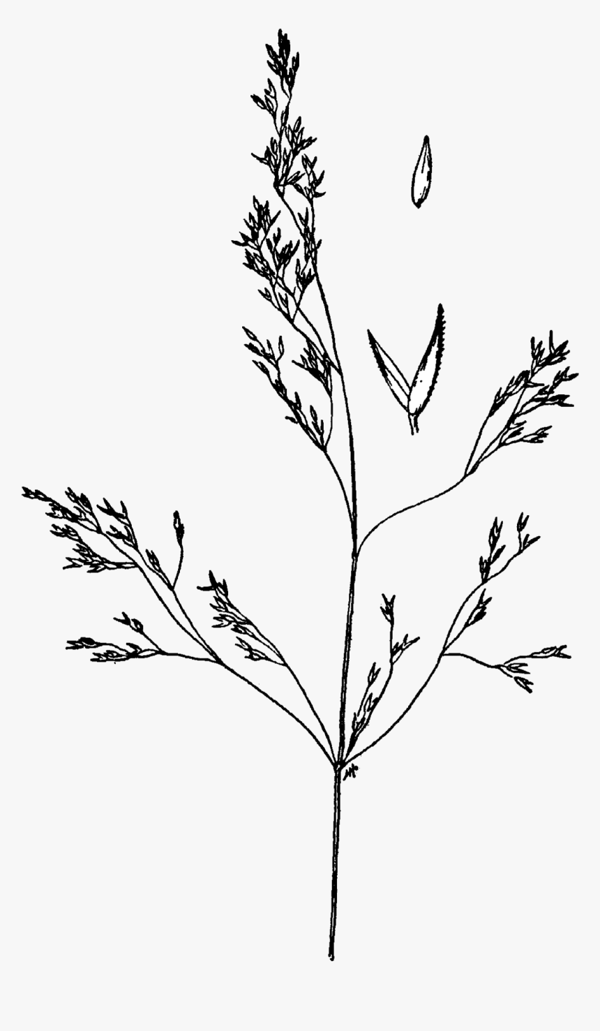 Agrostis Idahoensis Drawing - Agrostis Idahoensis, HD Png Download