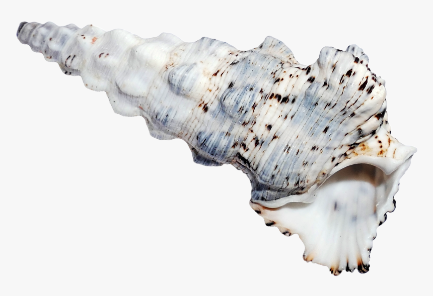 Sea Ocean Shell Png Image, Transparent Png