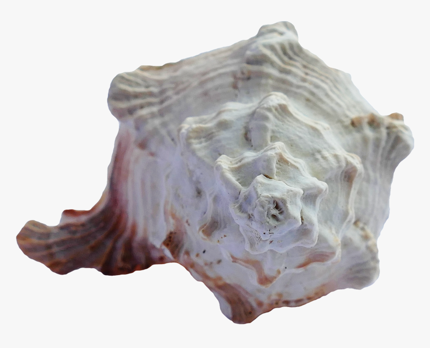 Sea Ocean Shell, HD Png Download