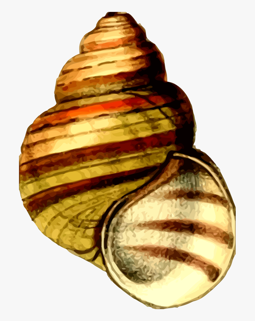 Sea Shell - Shell Clipart, HD Png Download