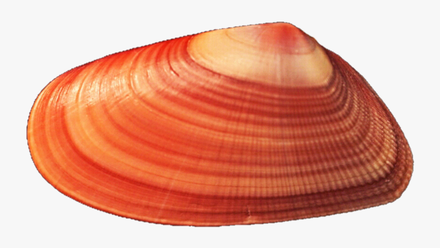 Mussel Background Png - Red Seashell Png, Transparent Png