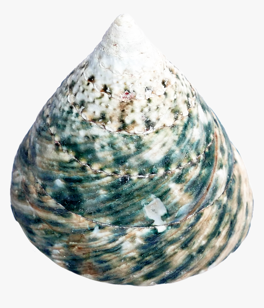 Mussel, HD Png Download