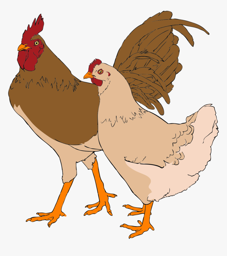 Chicken And Rooster Clipart, HD Png Download
