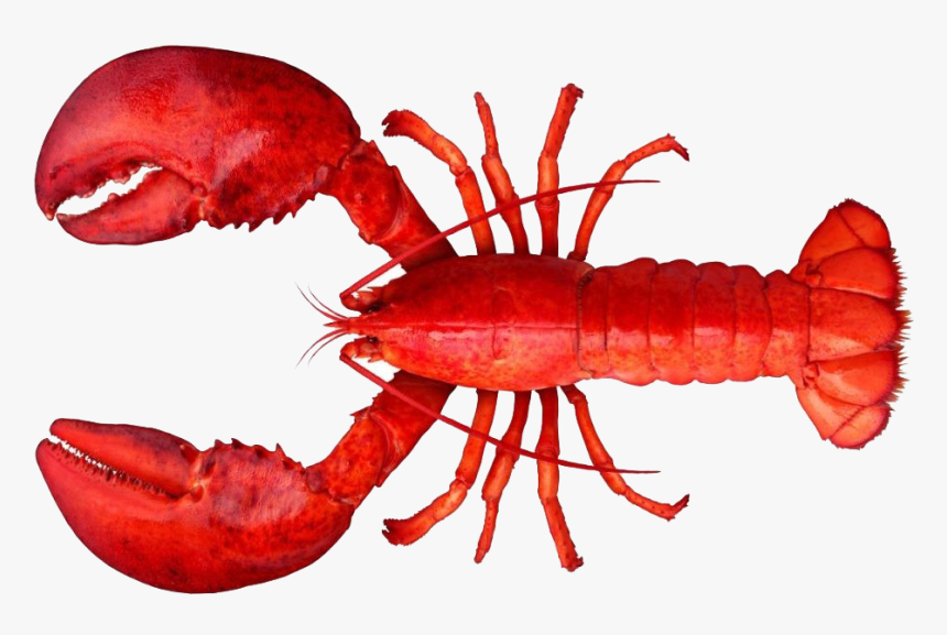 Lobster Png Clipart - Lobster Png, Transparent Png , Transparent Png
