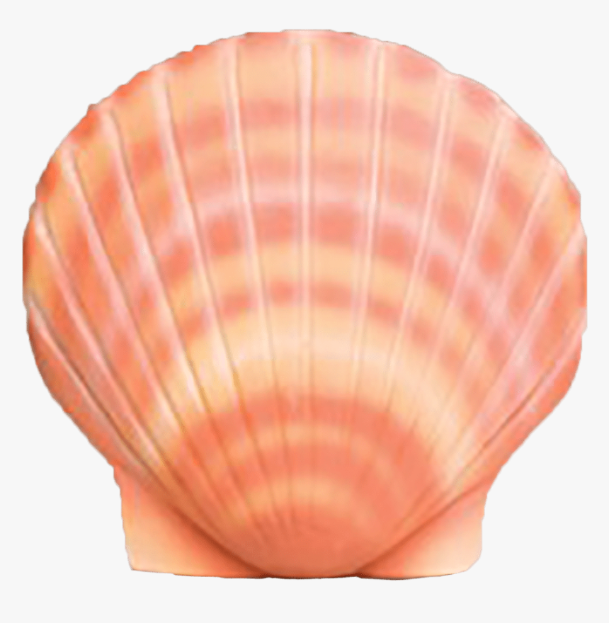 Shell, HD Png Download