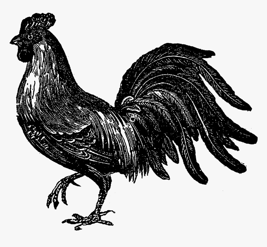 Rooster, HD Png Download