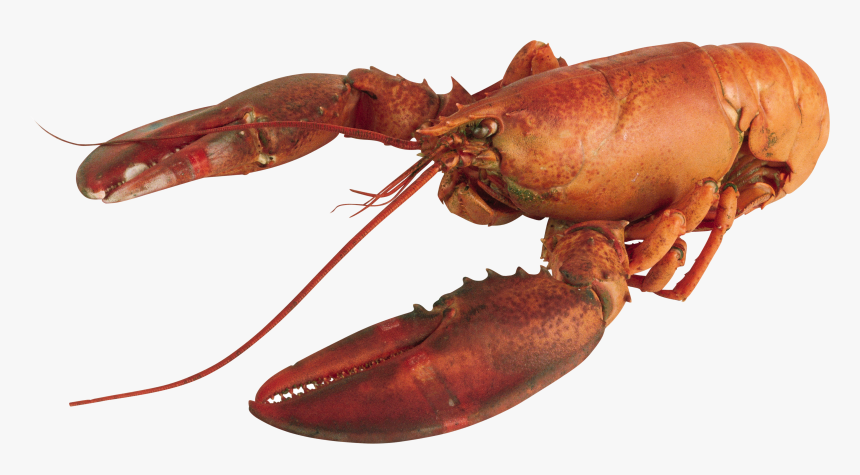 Lobster With Transparent Background, HD Png Download
