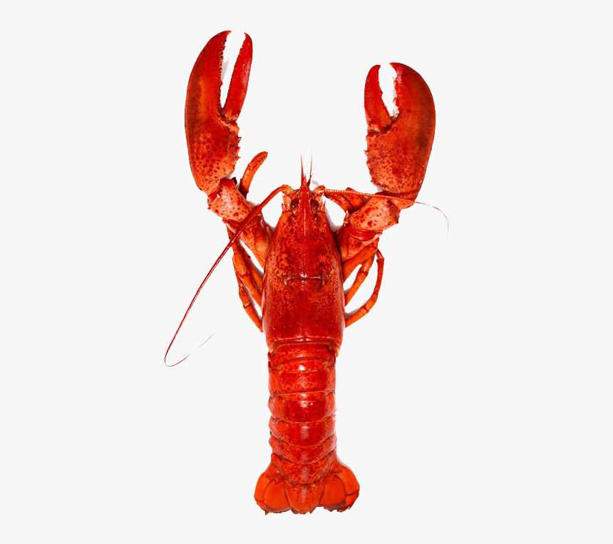 Lobster Png Free Background - Lobster Benefits, Transparent Png