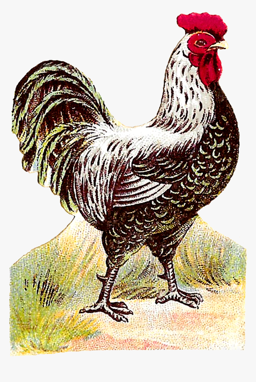 Rooster, HD Png Download