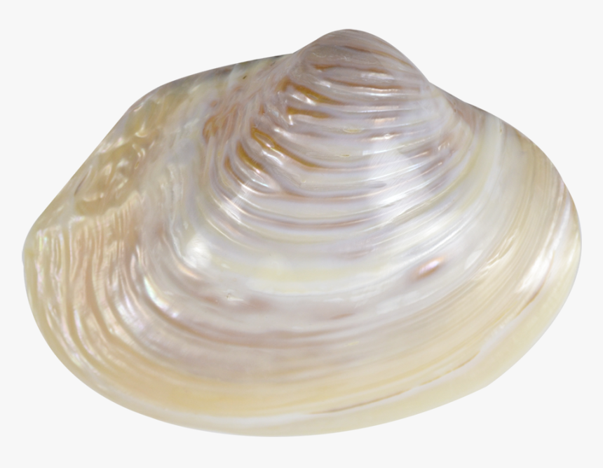 Pink Mussel Shell 6-8 - Sea Shell No Back Ground, HD Png Download