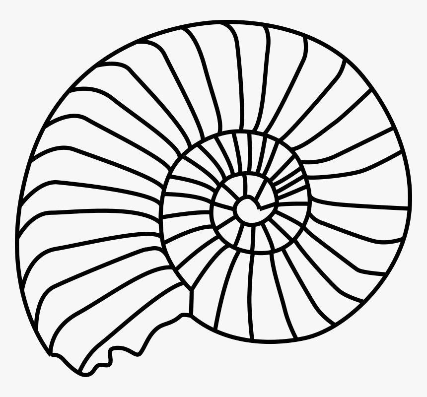Spiral Shell Svg Clip Arts - Shell Outline, HD Png Download